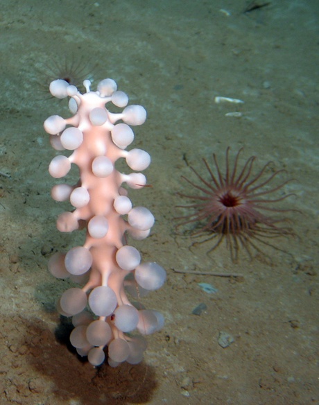 A giant club sponge Chondrocladia gigantea and a cerianthid anemone at a deep-water drilling site in the Norwegian Sea. www.serpentproject.com