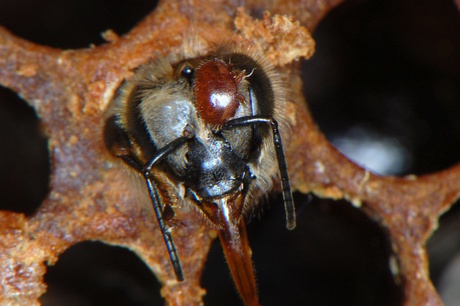 A bee and Varroa mite