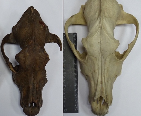 The Mesolithic dog dated ca. 10,900 years ago (left) and a modern wolf (right), photo credit for E E Antipina