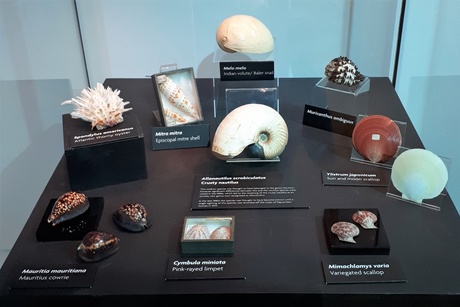 Display of molluscs in the Sir Duncan Rice Library