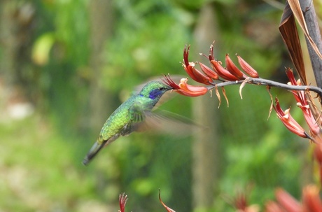 a Lesser Violetear (Colibri cyanotus) visiting a flower to drink nectar, which is its main source of energy.