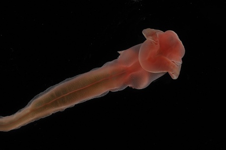 Northern pink variety of Enteropneust from the North Atlantic Ocean - courtesy of David Shale