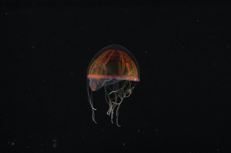 Deepsea jellyfish that forages near the sea floor - courtesy of David Shale