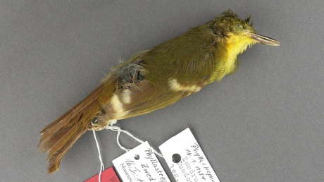 The Liberian Greenbul was sighted in the 1980s and only one specimen exists