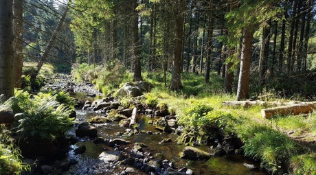 A stream running through Maryculter woods in Aberdeen
