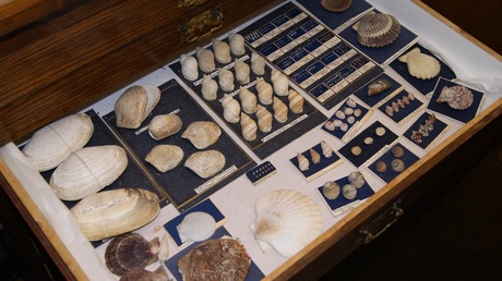 Part of the molluscs collection