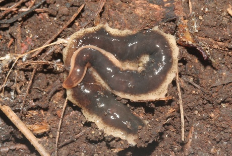 New Zealand Flatworm