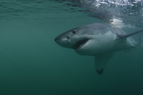 Mature female white shark (Carcharodon carcharias) navigates Agulhas current, South Africa. Anomalous Agulhas rings may occasionally misdirect migrating white sharks, deflecting them north along the African west coast. Photo credit: Morne Hardenberg.