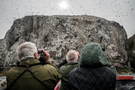 Volunteers surveying cliff nesting seabirds on the Bass Rock as part of annual monitoring for the Seabird Monitoring Programme.