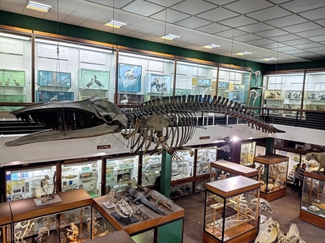 Zoology Museum