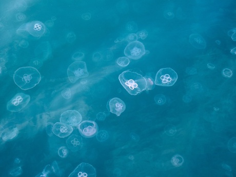 aurelia jellyfish courtesy of University of Salento 