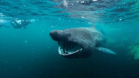 Researchers at the University of Aberdeen have found out new information about Basking Sharks' habits