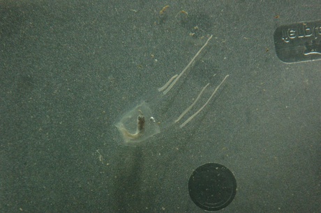 carybdea jellyfish which has eaten a fish courtesy of University of Salento 