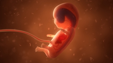A computer generated image of an early stage foetus inside the womb
