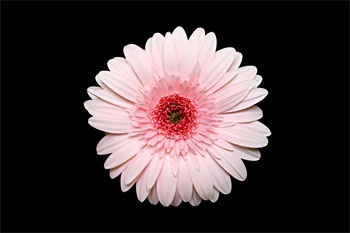 flower-image