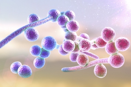 The fungus Candida is the fourth leading cause of life-threatening bloodstream infections in developed countries