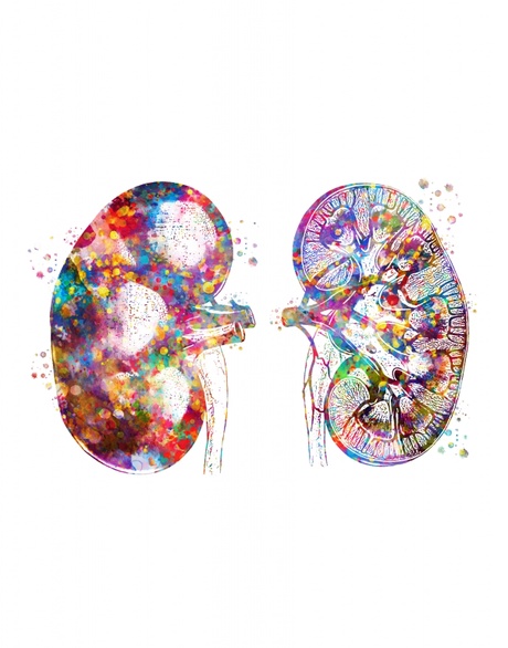 Kidneys [two perspectives] by Valentyna Sokol