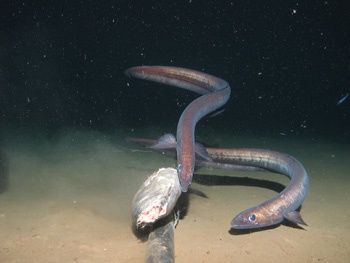 Deep-sea fish stocks threatened, News