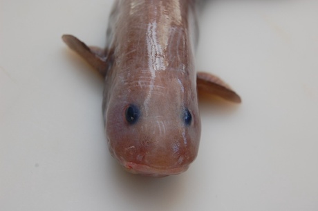 New eelpout