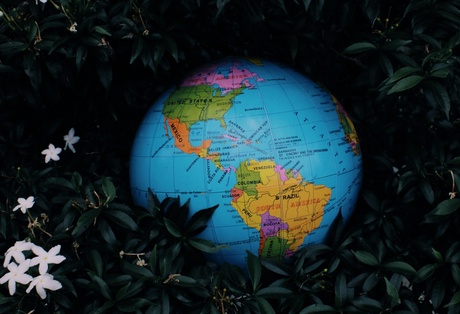 A globe resting in plants