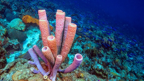 Caribbean coral reef off the coast of the island of Bonaire | Shutterstock ID: 1727077192