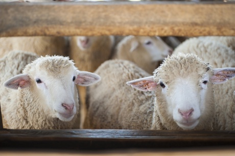 Researchers studied the effect of man-made chemicals on the livers of sheep