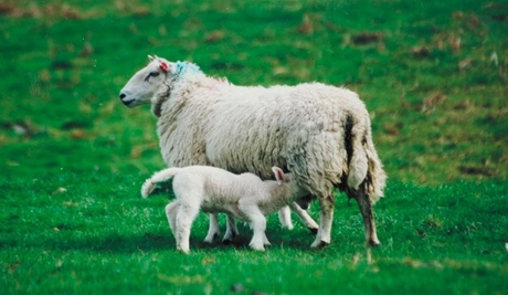 Study looked at effects of exposure of pregnant ewes to a cocktail of chemical contaminants present in some fertilised pastures