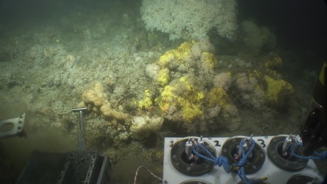 Astonishing sponges, Lophelia corals and diverse associated fauna in Mingulay reef complex (north-east Atlantic). Image source: “Changing Oceans Expedition –RRS James Cook 073”