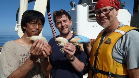 Toyo Fujii, Alan Jamieson (University of Aberdeen) and Ashley Rowden (NIWA) with the supergiant amphipods. Photo copyright of Oceanlab, University of Aberdeen, UK