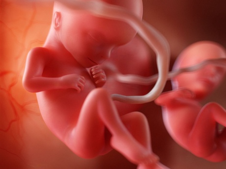 3D generated artist's impression of twin foetuses in the womb