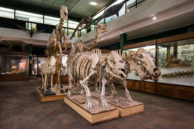 Celebrating 50 years of an Aberdeen museum dedicated to the animal kingdom  | News | The University of Aberdeen