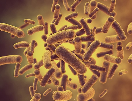 gut microbes