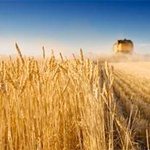 barley,oats