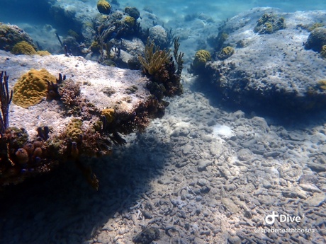 One of the coral rubble beds I surveyed whilst on field work.