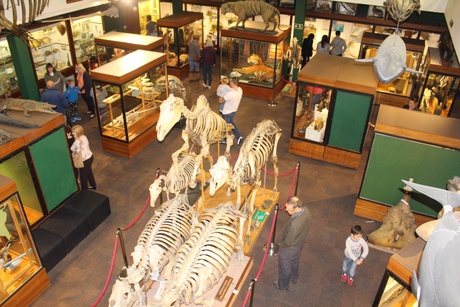 The Zoology Museum from the Upper Gallery