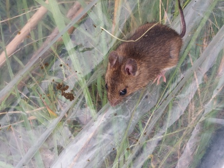 A wood mouse in the field