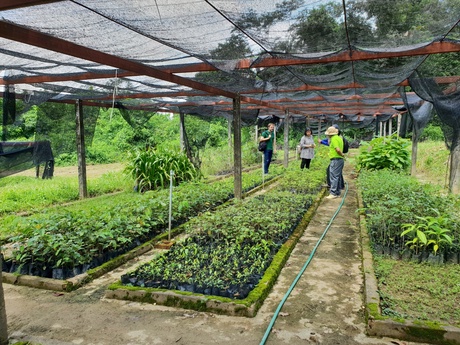 Dalbergia tree nursery at Forestry Research Centre, Vientiane, Laos