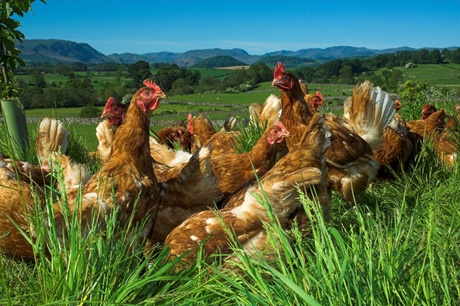 Chickens in a field.