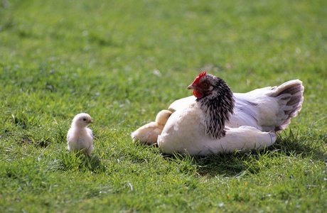 Hen with chicks - David Chapmam/Alamy Stock Photo