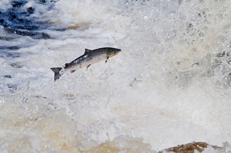 A salmon jumping upstream.