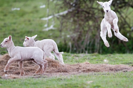 Three lambs playing in a field