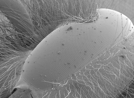 An image of a wasps eye taken by the University's new Scanning Electron Microscope