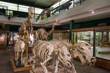 An photograph of inside the Zoology Building with skeletons of animals