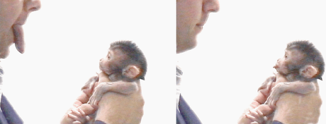 The Conversation article - can monkeys have autism?