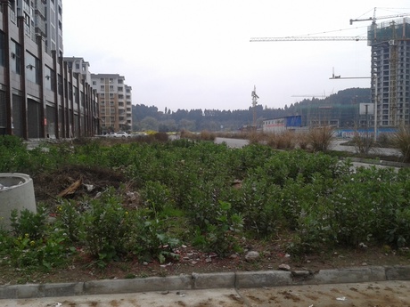 China Studies Group Lora-Wainwright