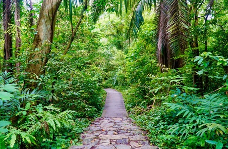 A photo of a path running through dense, green jungle on either side.
