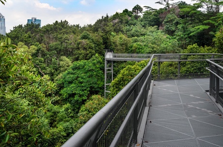 Southern Ridges Trail in Singapore. The photo shows a large metal pathway which has been constructed through the jungle.