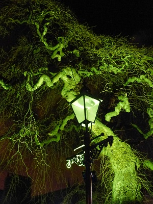 Tree in St Nicholas Kirkyard
