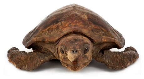 Student-led Zoology Museum Extinction Tours