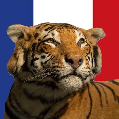 Tiger in front of the French flag